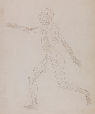 Emberi alak, oldalnézet (a XIII. táblázathoz kapcsolódóan, az izmokat ellátó erek részletes vizsgálata) alkotó: George Stubbs
