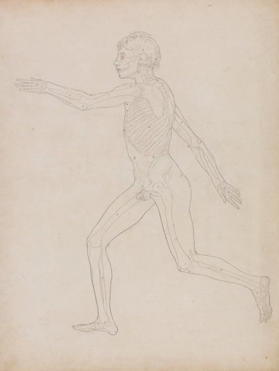 Emberalak, Oldalnézet alkotó: George Stubbs