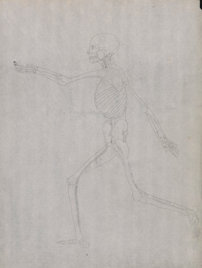 Emberalak, Oldalnézet alkotó: George Stubbs