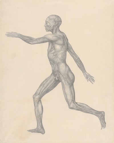 Emberi alak, oldalnézet, a bőr és az alatta lévő fascialis rétegek eltávolítása után (Befejezett vizsgálat a XIII. táblázathoz) alkotó: George Stubbs