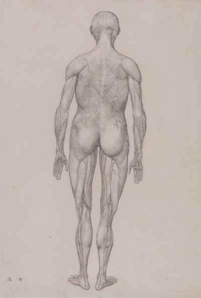 Emberalak, hátulnézet (majdnem megegyezik a XII. táblázat kész rajzával) alkotó: George Stubbs