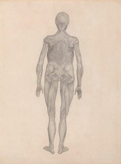 Emberi alak, hátsó nézet (befejezett tanulmány egy kiadatlan lemezhez) alkotó: George Stubbs