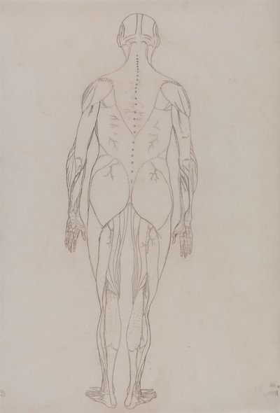 Emberi alak, hátsó nézet (a kulcsfigura körvonalrajza a XII. táblázathoz) alkotó: George Stubbs