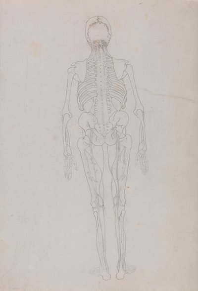 Emberi alak, hátsó nézet (a kulcsfigura körvonalrajza, amely a boncolás utolsó szakaszát mutatja) alkotó: George Stubbs