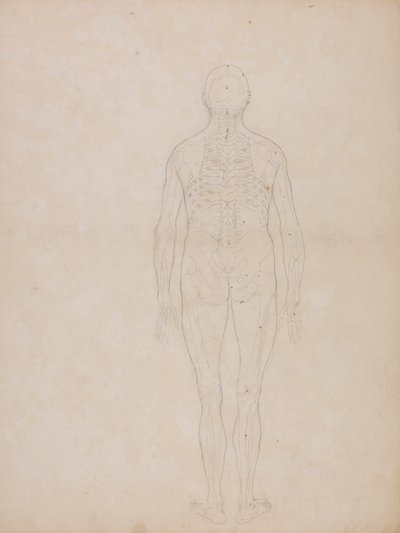 Emberi alak, hátsó nézet alkotó: George Stubbs