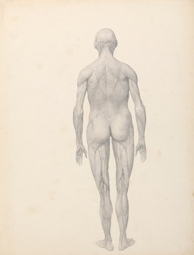 Emberi alak, hátsó nézet, részben boncolva (Befejezett vizsgálat a XII. táblázathoz) alkotó: George Stubbs