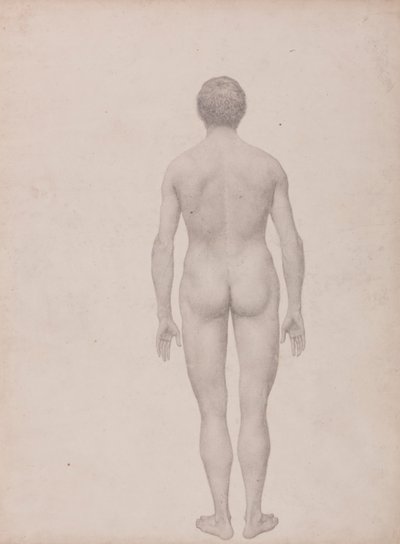Emberi alak, hátulnézet, feldarabolatlan (Befejezett vizsgálat a VII. táblázathoz) alkotó: George Stubbs