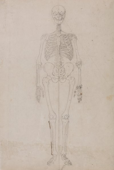Emberi csontváz, elölnézet (végső tanulmány) alkotó: George Stubbs