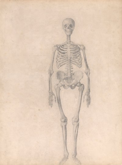 Emberi csontváz, elölnézet (Befejezett vizsgálat az I. táblázathoz) alkotó: George Stubbs