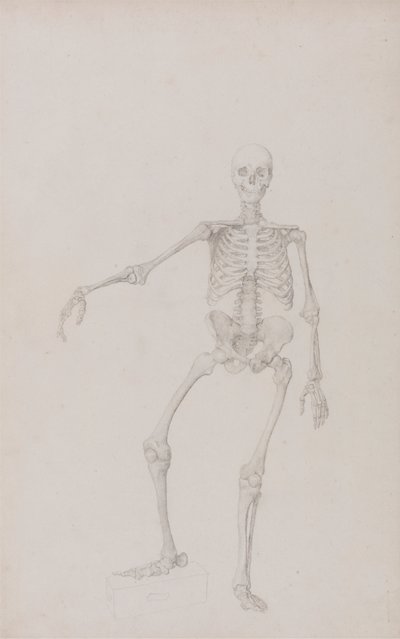 Emberi csontváz, elölnézet (jobb kar kinyújtva; befejezett tanulmány a nem publikált táblázathoz) alkotó: George Stubbs