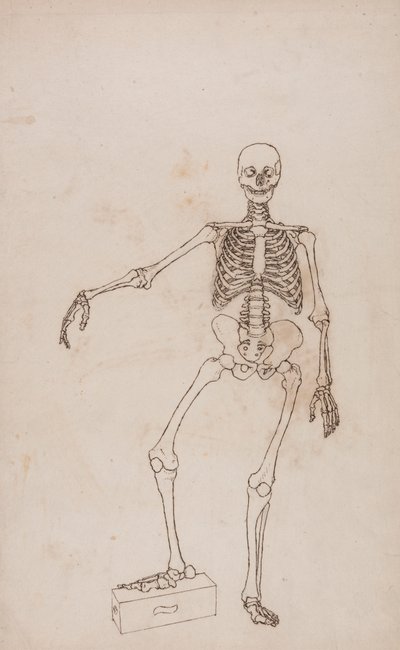 Emberi csontváz, elölnézet alkotó: George Stubbs