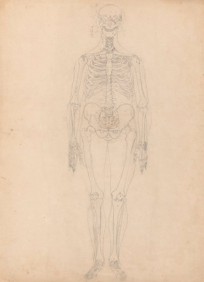 Emberi csontváz, elölnézet alkotó: George Stubbs