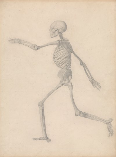 Emberi csontváz, oldalnézet (közel a III. táblázat végső vizsgálatához, de részleteiben különbözik) alkotó: George Stubbs