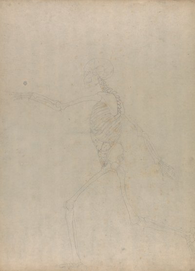 Emberi csontváz, oldalnézet (a hasi zsigereket bemutató, kiadatlan táblázat kulcsfigurájának tanulmányozása) alkotó: George Stubbs