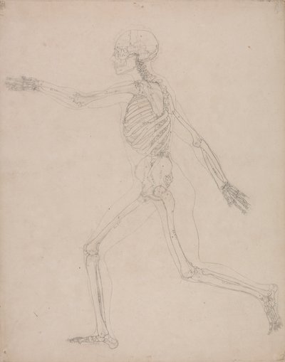 Emberi csontváz, oldalnézet alkotó: George Stubbs