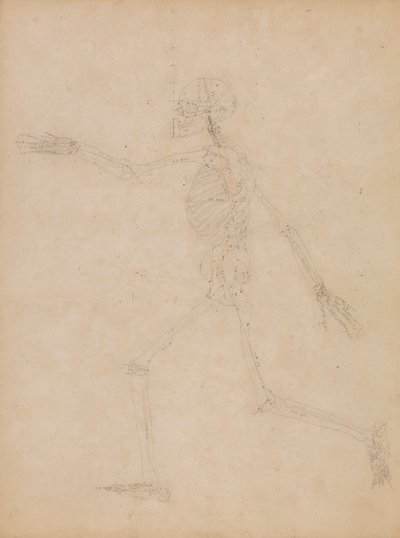 Emberi csontváz, oldalnézet alkotó: George Stubbs