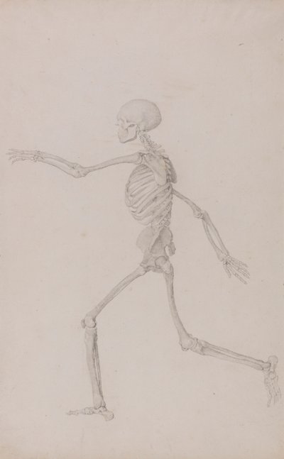 Emberi csontváz, oldalnézet balról nézve, futás (Befejezett vizsgálat a III. táblázathoz) alkotó: George Stubbs