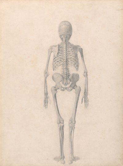 Emberi csontváz, hátulsó nézet (Befejezett vizsgálat a II. táblázathoz) alkotó: George Stubbs