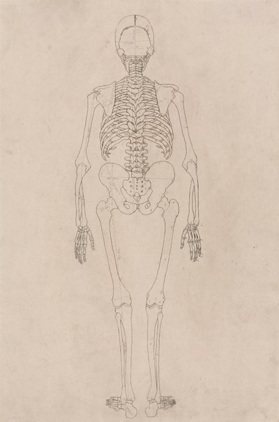 Emberi csontváz, hátulnézet (a II. táblázathoz kapcsolódik) alkotó: George Stubbs