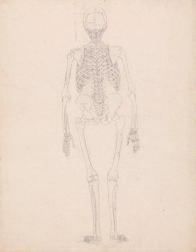 Emberi csontváz, hátsó nézet alkotó: George Stubbs