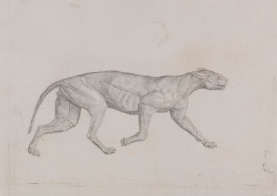 Leopárd test, oldalnézet alkotó: George Stubbs