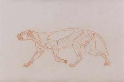 Leopárd test, oldalnézet alkotó: George Stubbs