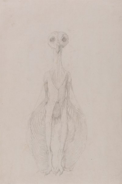 Álló bagoly, elölnézet alkotó: George Stubbs