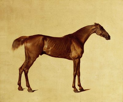Rufus (olaj, vászon) alkotó: George Stubbs