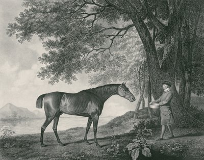 Sharke, vésette George Townley Stubbs (1756-1815) pub. 1794 (rézkarc) alkotó: George Stubbs