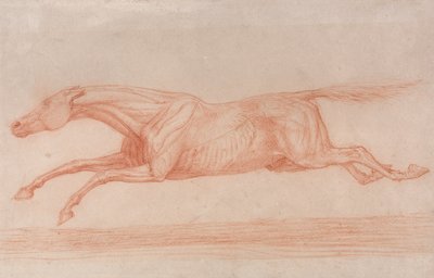 Tanulmány egy versenylóról akció közben:  Félig anatómiai tanulmány, az izmok működésének bemutatására lenyúzott bőrrel. alkotó: George Stubbs