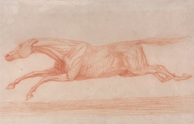 Tanulmány egy versenylóról akció közben: Vágtázás balra, félanatómiai vizsgálat, lenyírt bőrrel, hogy az izmok működését mutassák alkotó: George Stubbs