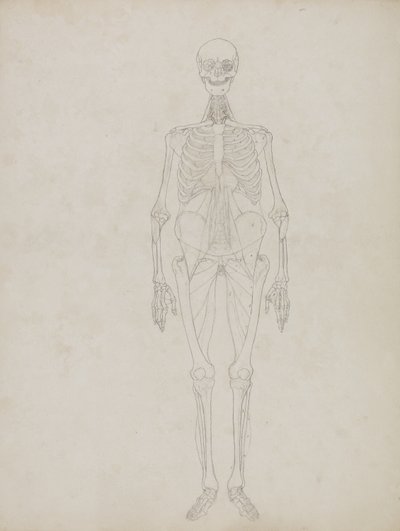 Emberi alak tanulmányozása, elölnézet, „Az emberi test szerkezetének összehasonlító anatómiai bemutatása egy tigris és egy közönséges szárnyas testével”, 1795-1806 (grafit és tinta papíron) alkotó: George Stubbs