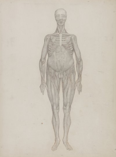 Emberi alak tanulmányozása, elölnézet, „Az emberi test szerkezetének összehasonlító anatómiai bemutatása egy tigris és egy közönséges szárnyas testével”, 1795-1806 (grafit patronpapíron) alkotó: George Stubbs