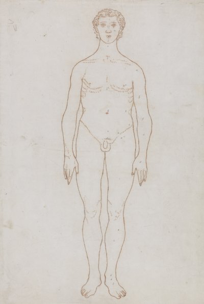 Emberi alak tanulmányozása, elölnézet, „Az emberi test szerkezetének összehasonlító anatómiai bemutatása egy tigris és egy közönséges szárnyas testével”, 1795-1806 (piros kréta papíron) alkotó: George Stubbs
