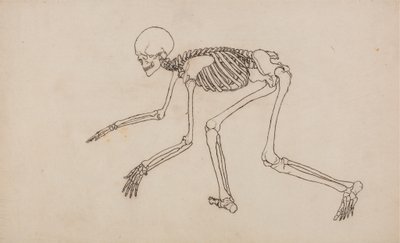 Az emberi alak tanulmányozása, oldalnézet, az emberi test szerkezetének összehasonlító anatómiai bemutatásából egy tigris és egy közönséges szárnyas testével, 1795-1806 (toll és tinta grafit felett a wov-on alkotó: George Stubbs