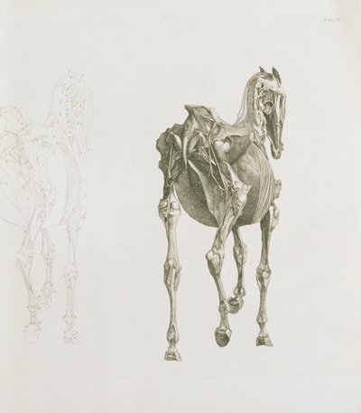 Tab. XV, "A ló anatómiája...", 1766 alkotó: George Stubbs
