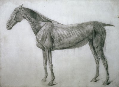 Az izmok tanulmányozása: Ecorche rajz az oldalról nézve, a 13. anatómiai táblázatból, a ló anatómiájából, 1766 alkotó: George Stubbs