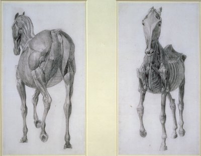 Az izmok tanulmányozása: elölről és hátulról, a 13. anatómiai táblázatból, a ló anatómiájából, 1766 alkotó: George Stubbs