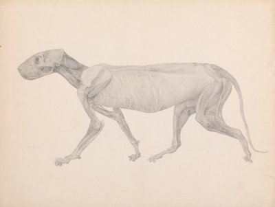 Tigris test, oldalsó nézet (Kész rajz a kiadatlan táblázathoz; a harmadik szakaszt mutatja a bontásban) alkotó: George Stubbs