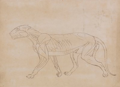 Tigris test, oldalnézet (egy kulcsfigura körvonalrajza) alkotó: George Stubbs
