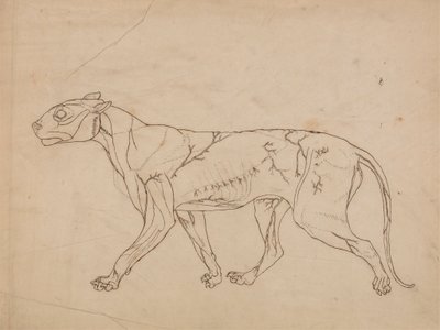 Tigris test, oldalnézet (a felszíni izmok és vérellátásuk vázlatos vizsgálata, valószínűleg kulcsfigurának készült) alkotó: George Stubbs