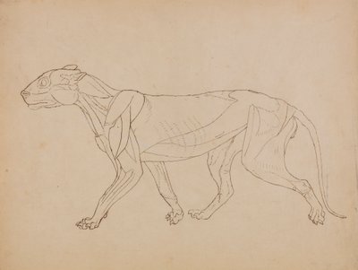 Tigris test, oldalnézet (valószínűleg egy kulcsfigura alapjául készült) alkotó: George Stubbs