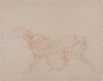 Tigris test, oldalnézet (a boncolás negyedik szakaszának vizsgálata, amely a mélyebb izmokat mutatja) alkotó: George Stubbs