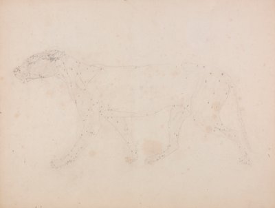Tigris test, oldalnézet (a IX. táblázat kulcsfigurájának izmainak vizsgálata) alkotó: George Stubbs