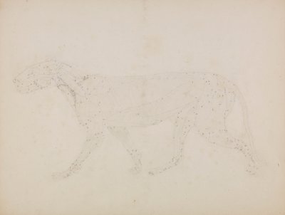 Tigristest, oldalnézet (Az izmok felső rétegeinek és vérellátásának vizsgálata a XIV. táblázat kulcsfigurájához készült) alkotó: George Stubbs
