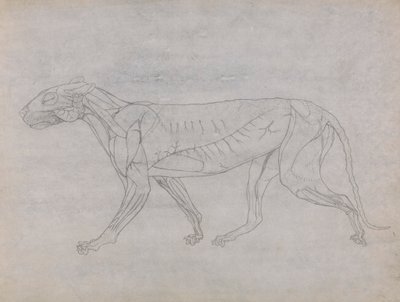 Tigris test, oldalnézet alkotó: George Stubbs