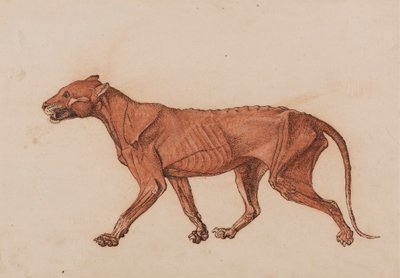 Tigris test, oldalnézet alkotó: George Stubbs