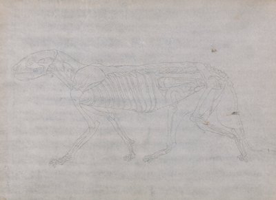 Tigris test, oldalnézet alkotó: George Stubbs