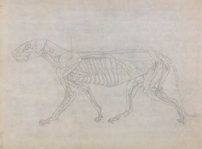 Tigris test, oldalnézet alkotó: George Stubbs
