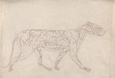 Tigris, oldalnézet (a felszíni vérellátás vázlatos vizsgálata, előkészítve a IX. táblázat kulcsfigurájához) alkotó: George Stubbs